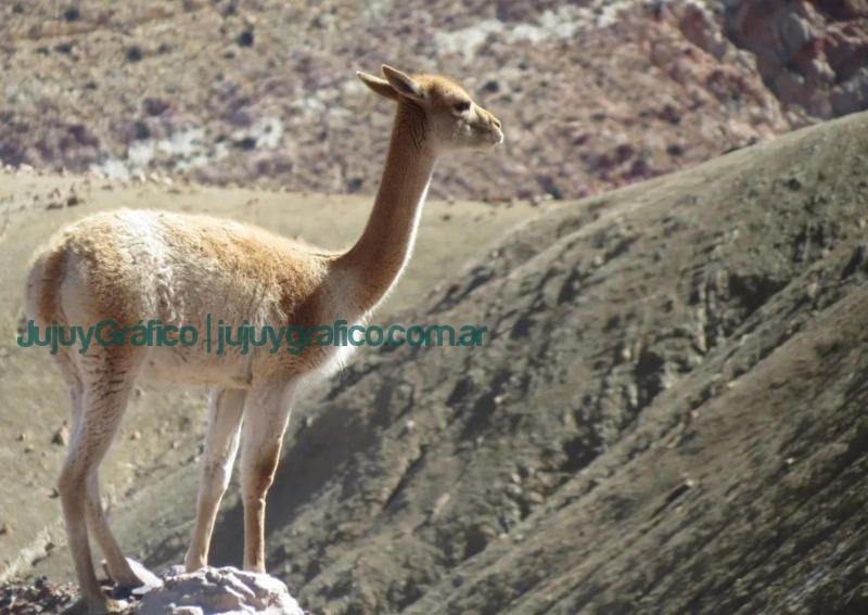 Vicuñas en silvestría: reunión de Jujuy y Bolivia para su protección 7 Vicunas en silvestria reunion internacional para su proteccion 2