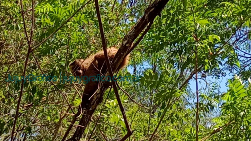 Animales silvestres fueron reintroducidos a su hábitat natural 4 Animales silvestres fueron reintroducidos a su habitat natural CAFAJU 5