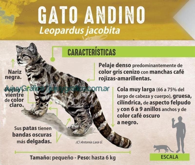 CAFAJu envio muestras de tejido animales nativos para la conservacion genetica al Ecoparque de CABA Gato Andino 1