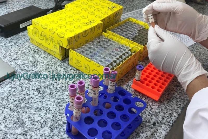 CAFAJu envió muestras de tejido animales nativos para la conservación genética al Ecoparque de CABA 6 CAFAJu envio muestras de tejido animales nativos para la conservacion genetica al Ecoparque de CABA Gato Andino 2