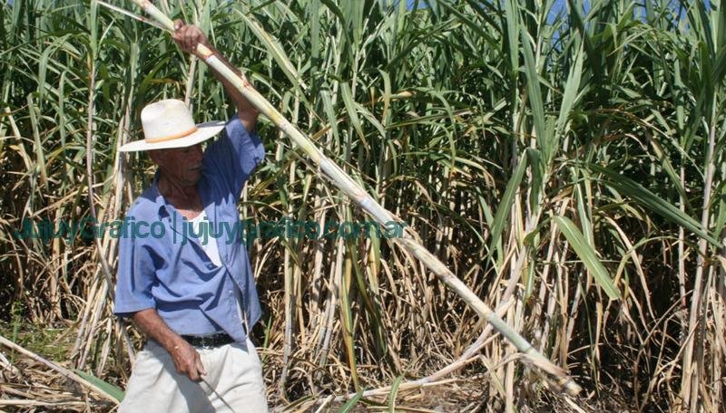 Cañeros de Jujuy y Salta calculan pérdidas de más del 50% por la sequía 1 Caneros de Jujuy y Salta calculan perdidas de mas del 50 por la sequia cana de azucar safra 2