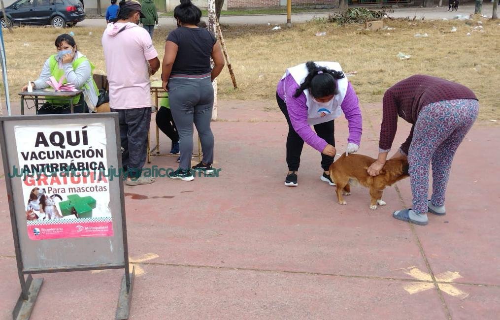 En 2022 récord de vacunación y esterilización de perros y gatos en San Salvador de Jujuy 1 En 2022 récord de vacunación y esterilización de perros y gatos en San Salvador de Jujuy