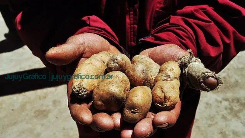 Nuevos centros de acopio para la comercialización de la papa andina 7 Nuevos centros de acopio para la comercializacion de la papa andina