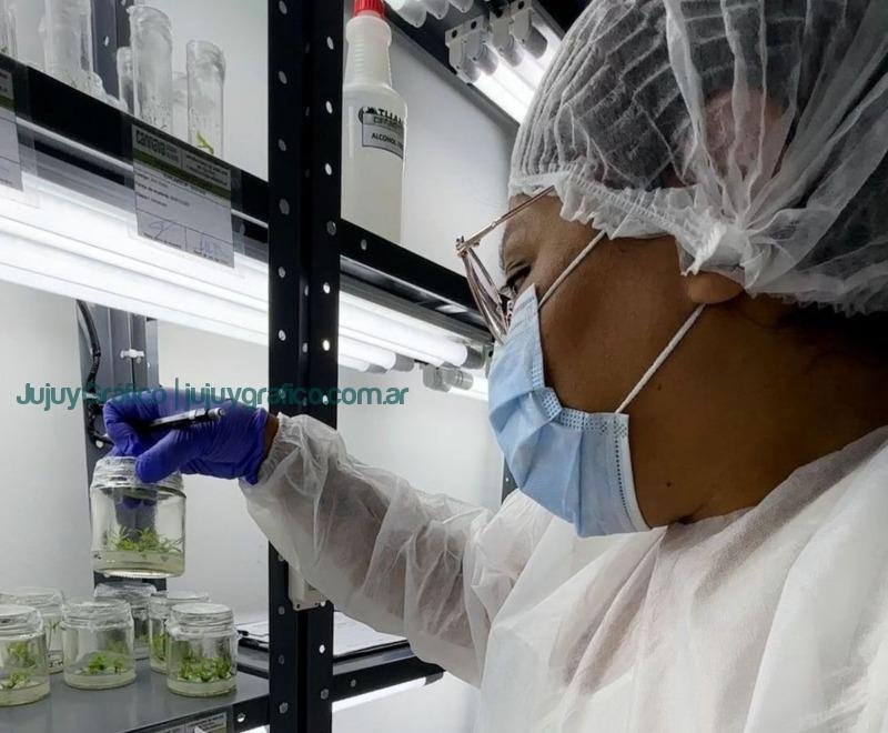 Cannava avanza el plan maestro de cultivo in vitro de cannabis medicinal