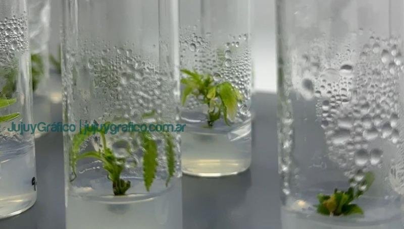 Cannava avanza el plan maestro de cultivo in vitro de cannabis medicinal 2 Cannava avanza el plan maestro de cultivo in vitro de cannabis medicinal