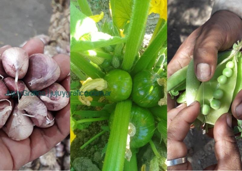 Consumir alimentos agroecológicos y a buen precio hoy es una realidad en Jujuy 1 Consumir alimentos agroecologicos y a buen precio hoy es una realidad en Jujuy 4