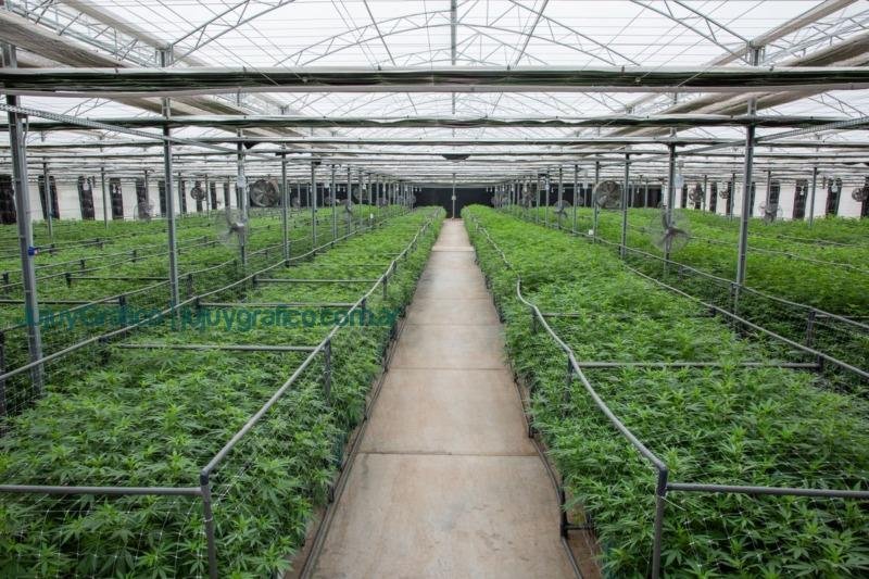 Jujuy comenzará a vender 66 franquicias para producir cannabis medicinal 1 Jujuy comenzara a vender franquicias para producir cannabis medicinal 2 Se reglamentó la Ley de cannabis medicinal y cáñamo industrial