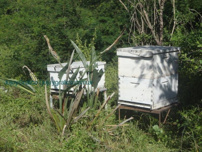Miel de Jujuy ApiNor abejas 2
