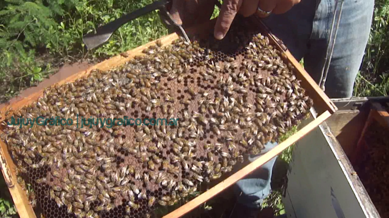 Miel de Jujuy ApiNor abejas 5