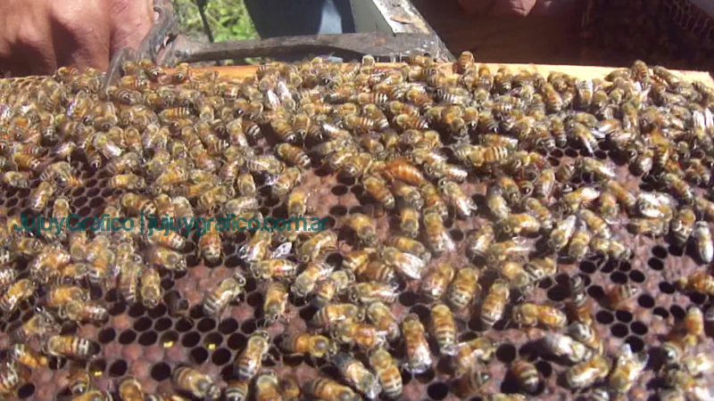 Miel de Jujuy: “Subidos en ese tren para potenciar y fortalecer al productor” 2 Miel de Jujuy ApiNor abejas 6
