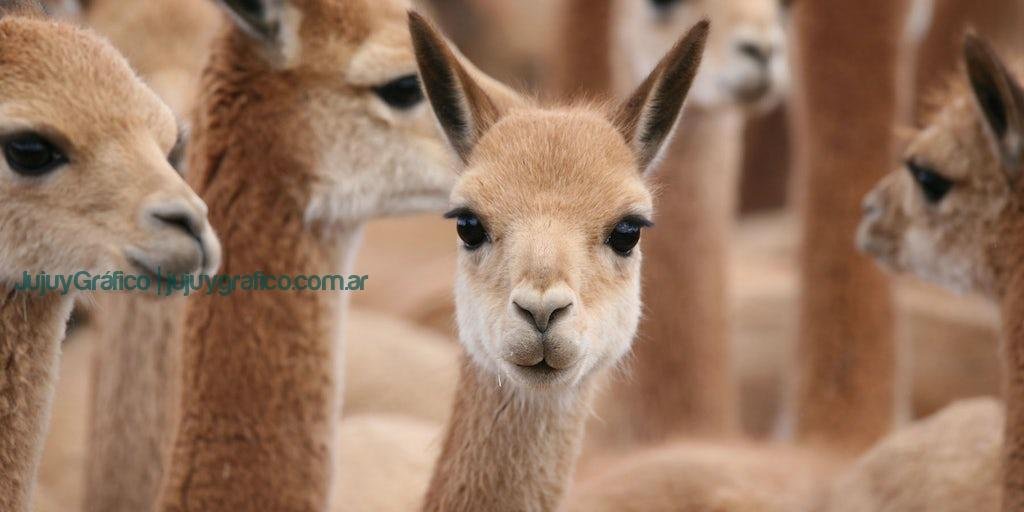Fibra de vicuña acciones para el aprovechamiento sustentable 3