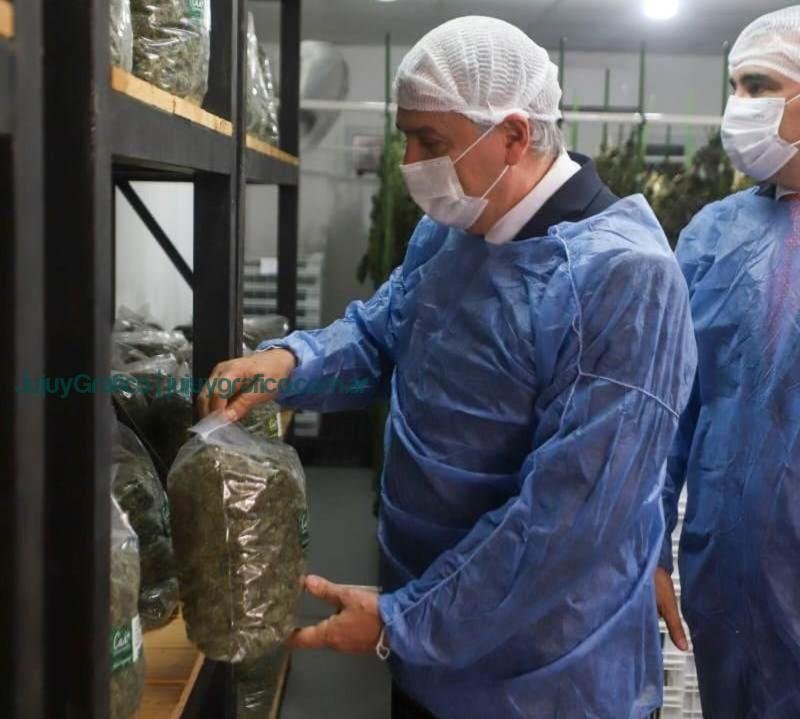 Morales visitó el Centro Tecnológico de Producción de Cannabis en Corrientes 2