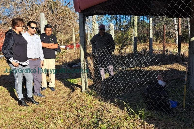 Operación exitosa del Cóndor andino hallado en Purmamarca 2
