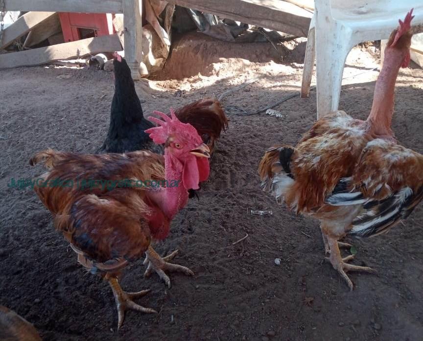 Avícola Construyendo Futuro de Palma Sola, El éxito del trabajo asociativo en Jujuy 14