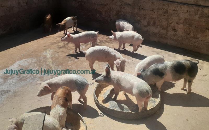 Éxito en El Fuerte, Engorde comunitario de cerdos impulsa Economía Rural 3 Éxito en El Fuerte, Engorde comunitario de cerdos impulsa Economía Rural 3
