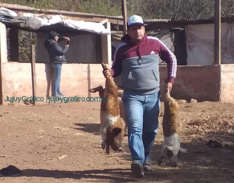 Éxito en El Fuerte, Engorde comunitario de cerdos impulsa Economía Rural 4 Éxito en El Fuerte, Engorde comunitario de cerdos impulsa Economía Rural 4