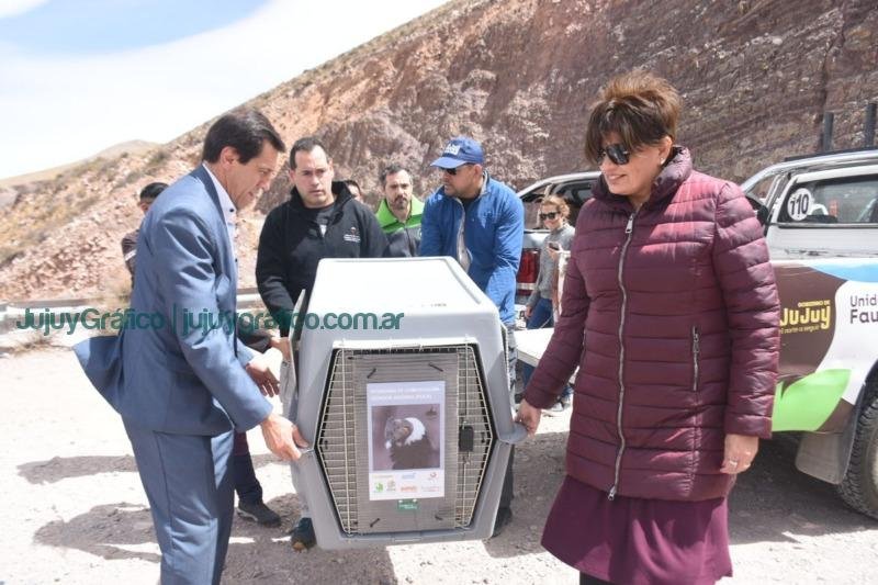 Liberación exitosa de Cóndor Andino, Paso fundamental en la conservación de la biodiversidad en Jujuy 1