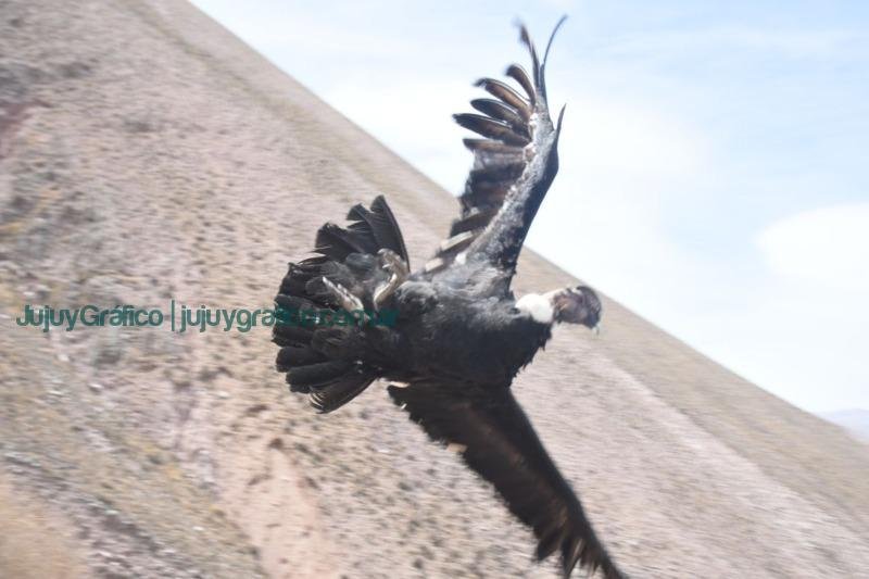 Liberación exitosa de Cóndor Andino, Paso fundamental en la conservación de la biodiversidad en Jujuy 2