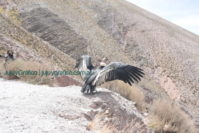 Liberación exitosa de Cóndor Andino, Paso fundamental en la conservación de la biodiversidad en Jujuy 4
