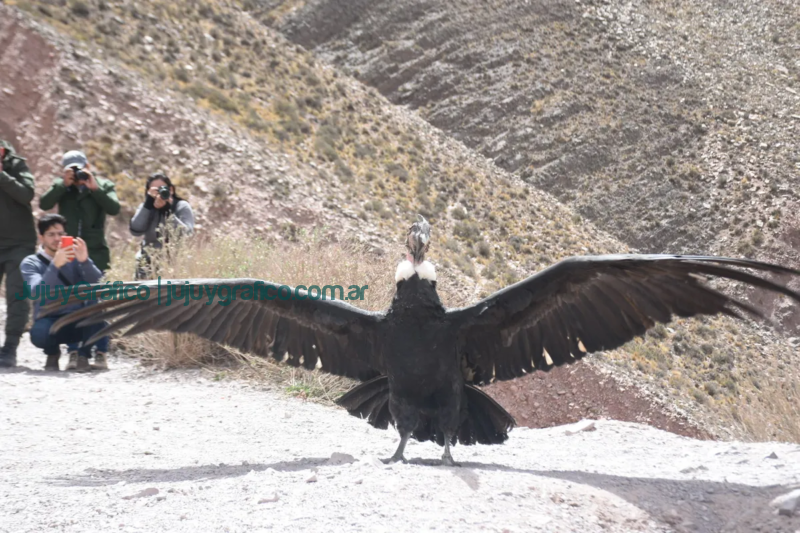 Liberación exitosa de Cóndor Andino, Paso fundamental en la conservación de la biodiversidad en Jujuy 5