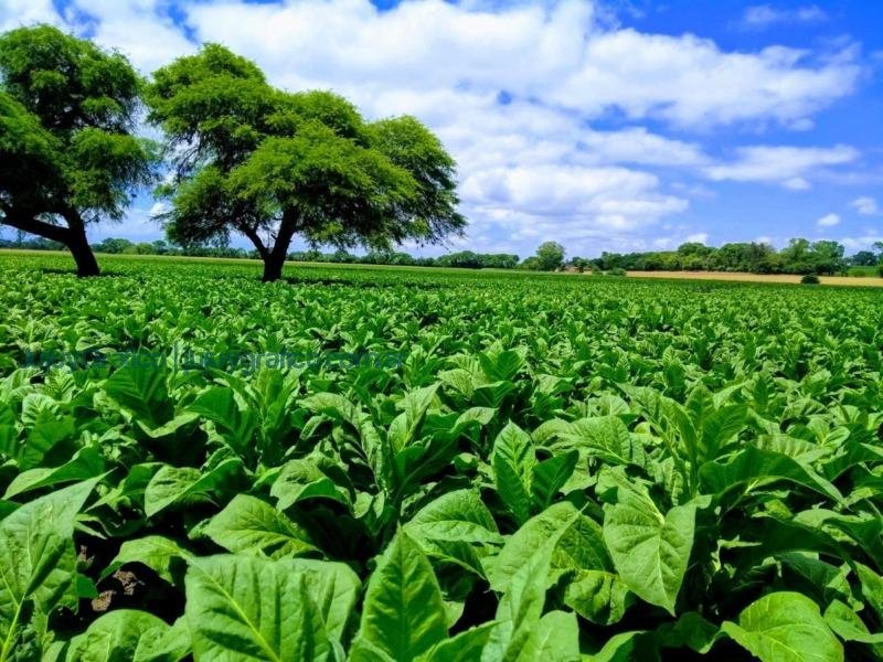 Incentivos Financieros para Tabacaleros: Abiertas las inscripciones para Créditos de cosecha en Jujuy 2 Incentivos Financieros para Tabacaleros, Abiertas las inscripciones para Créditos de cosecha en Jujuy