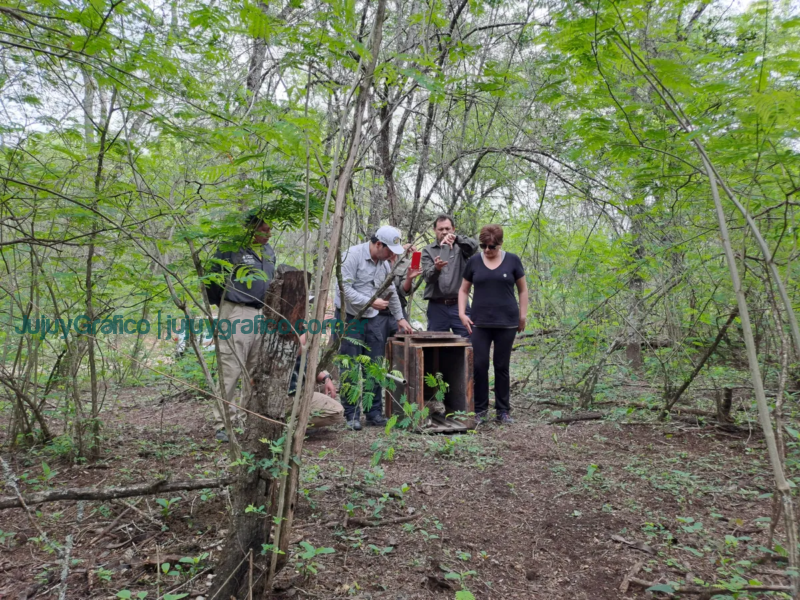 Liberación de fauna silvestre en Jujuy un paso más hacia la conservación de la biodiversidad 1