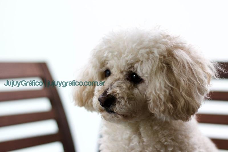 caniche blanco en silla negraNoviembre, mes de la Mascota Diabética: Todo lo que necesitas saber