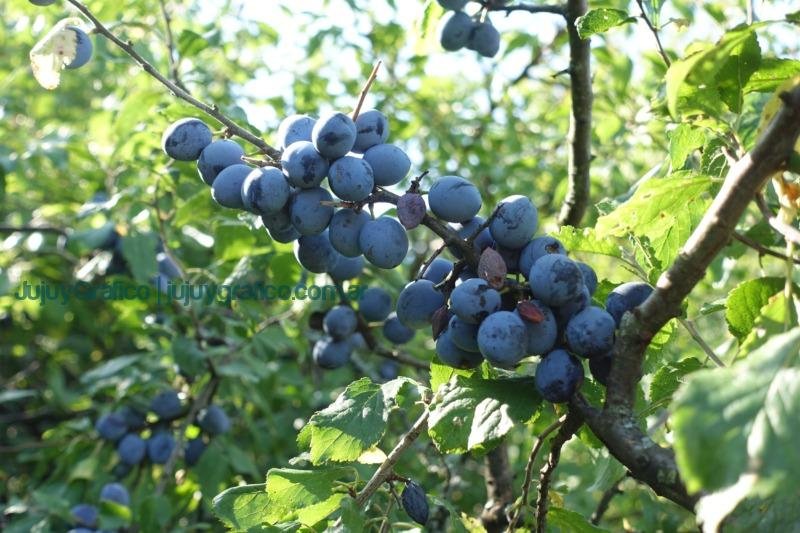 Prunus spinosa Schlehdorn Prunus spinosa Schlehdorn
Impulso Genético: Frutas de carozo de Jujuy Llderan los Mercados Nacionales