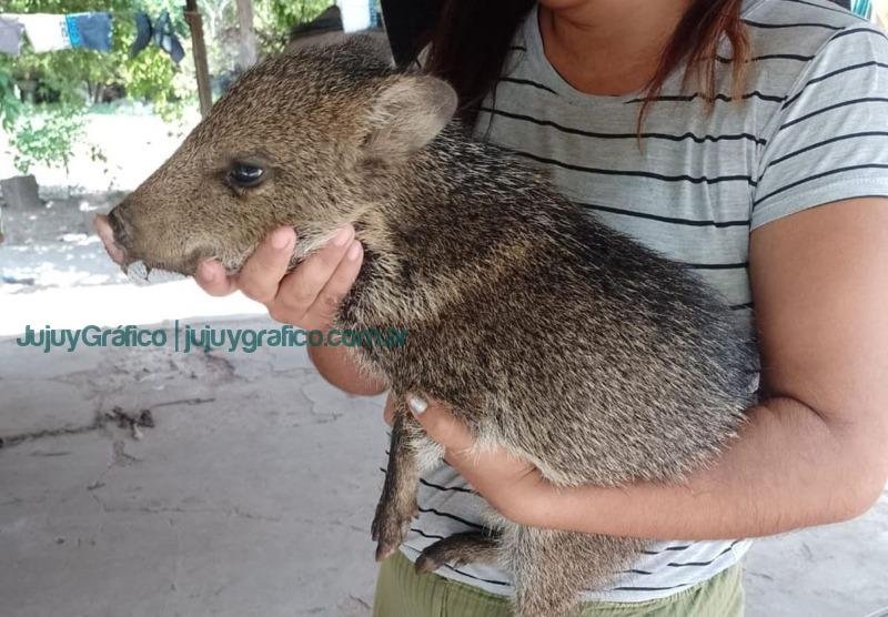 Fauna Silvestre recuperada en Vinalito 1 pecarí de collar (Pecari tajacu)