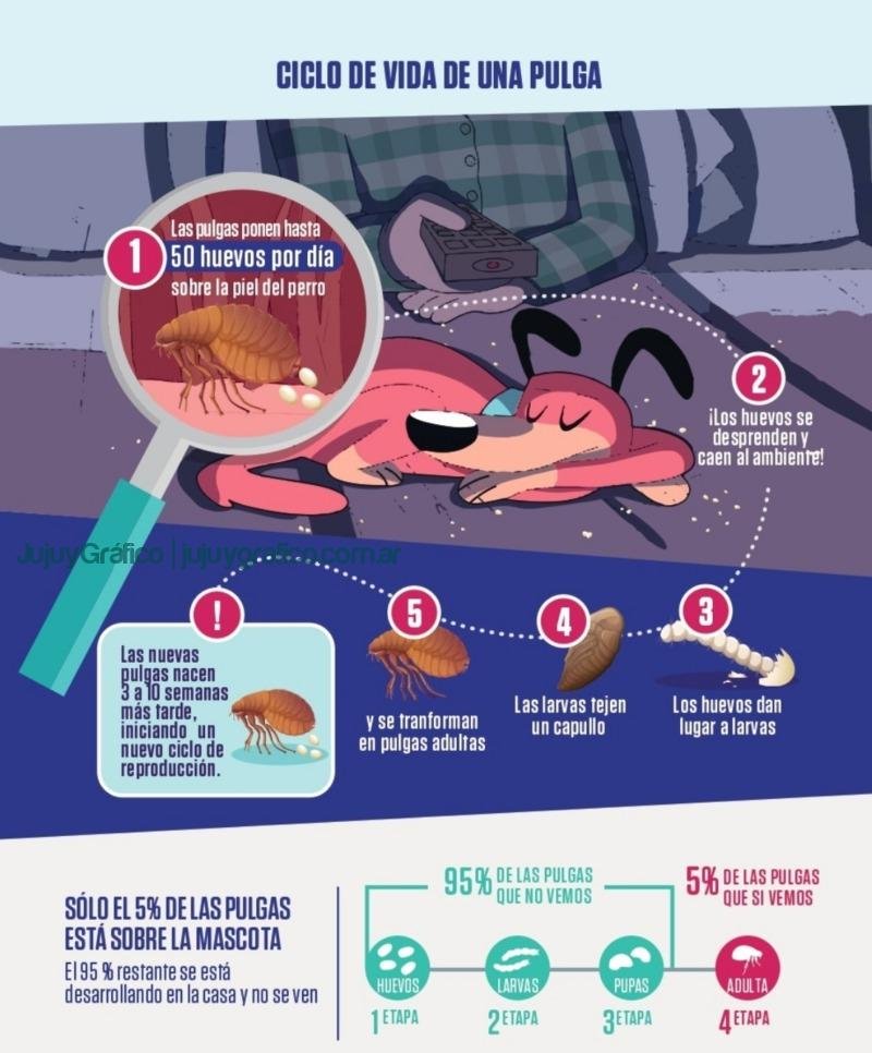 Ciclo de la Pulga MSD Salud Animal Cómo elegir el mejor antiparasitario para mascotas, efectividad y economía Ciclo de la Pulga MSD Salud AnimalCómo elegir el mejor antiparasitario para mascotas: efectividad y economía