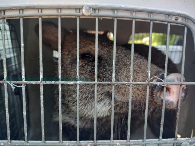 Recuperación exitosa de pecarí de collar en El Acheral 2