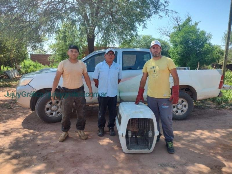 Recuperación exitosa de pecarí de collar en El Acheral 3 Recuperación exitosa de pecarí de collar en El Acheral 3