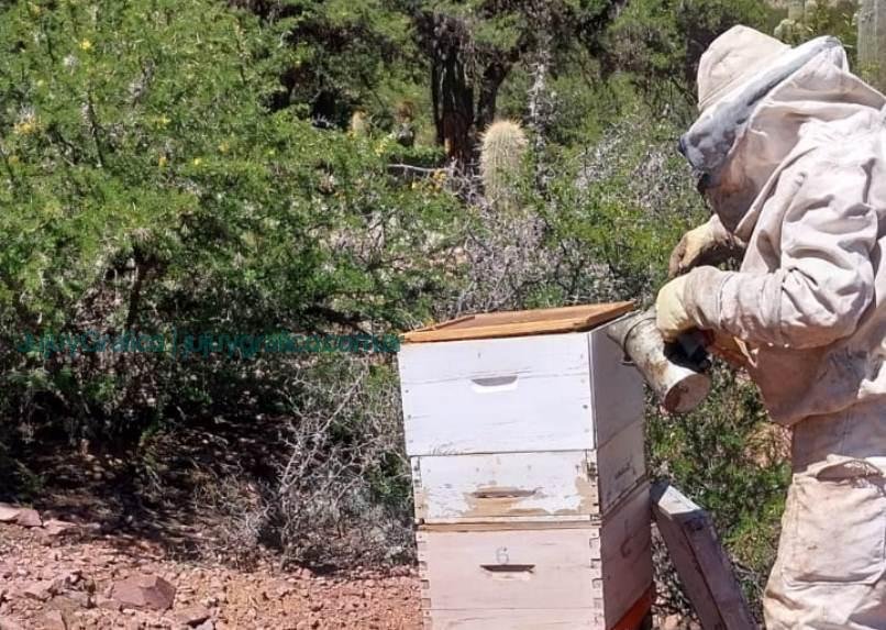 "Serranías del Zenta": Tras las colmenas, la lucha y pasión de Isabel Condori por la apicultura en Jujuy 1 Serranías del Zenta, Tras las colmenas, la lucha y pasión de Isabel Condori por la apicultura en Jujuy 3