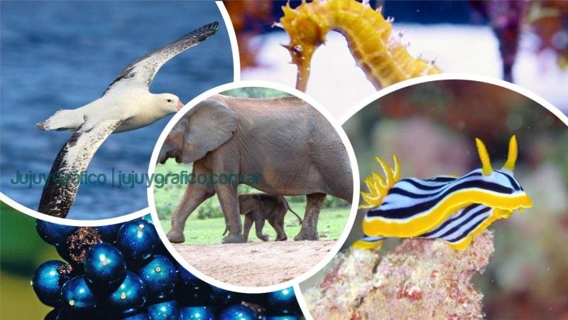 Un sitio web que ayuda a valorar la naturaleza 2 Un sitio web que ayuda a valorar la naturaleza JW.ORG Testigos de Jehová