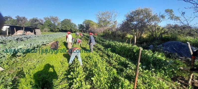 Cooperativa Tierra Jujeña. Impulsando el desarrollo agrícola en el Ramal de Jujuy 01 Cooperativa Tierra Jujeña. Impulsando el desarrollo agrícola en el Ramal de Jujuy 01