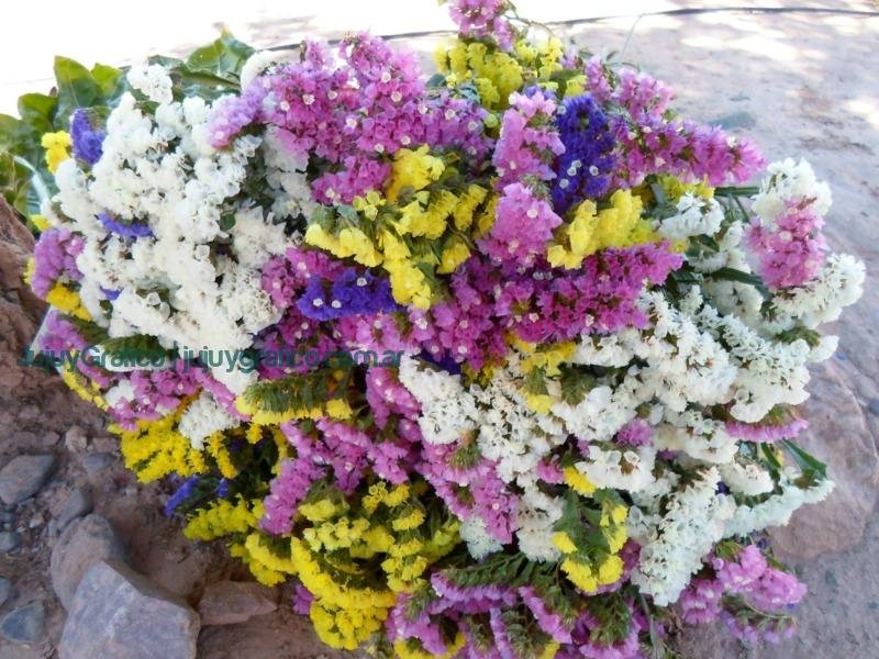 Desafíos y esperanzas de la Cooperativa Flor de la Quebrada 2 Desafíos y esperanzas de la Cooperativa Flor de la Quebrada 2