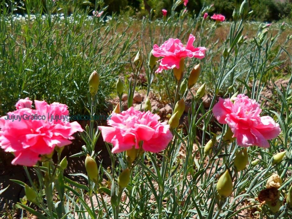 Desafíos y esperanzas de la Cooperativa Flor de la Quebrada 3 Desafíos y esperanzas de la Cooperativa Flor de la Quebrada 3