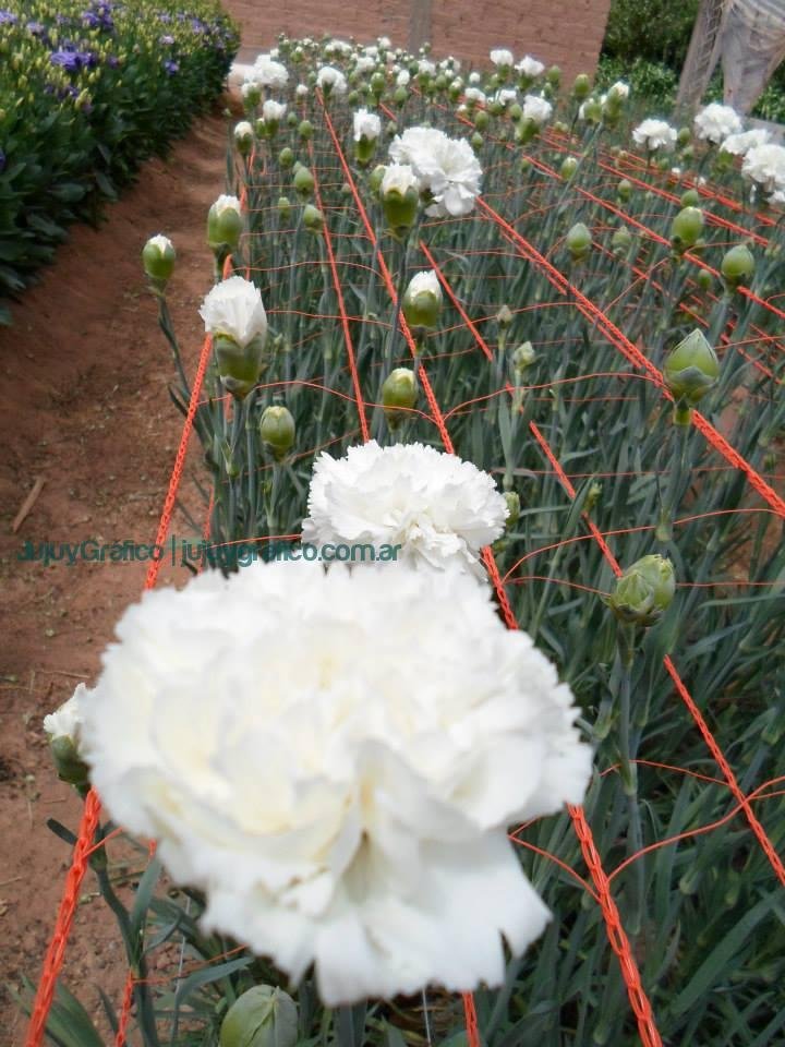 Desafíos y esperanzas de la Cooperativa Flor de la Quebrada 4 Desafíos y esperanzas de la Cooperativa Flor de la Quebrada 4