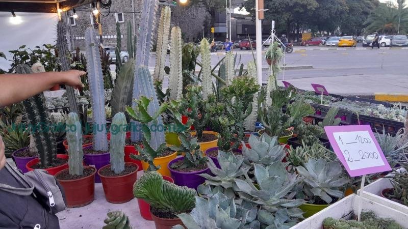“La Flor más Bella” y el compromiso de la Asociación APPJUY 4