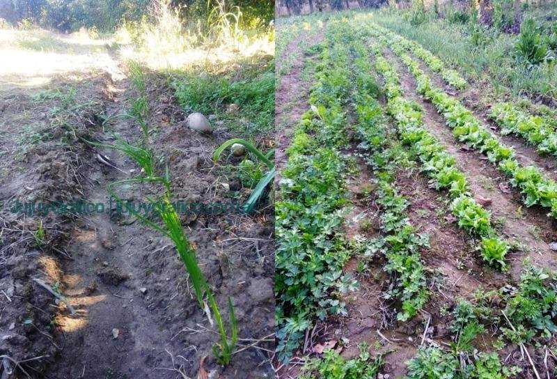 La lucha por el agua y la agricultura orgánica en San Pedro de Jujuy 2 La lucha por el agua y la agricultura orgánica en San Pedro de Jujuy 2