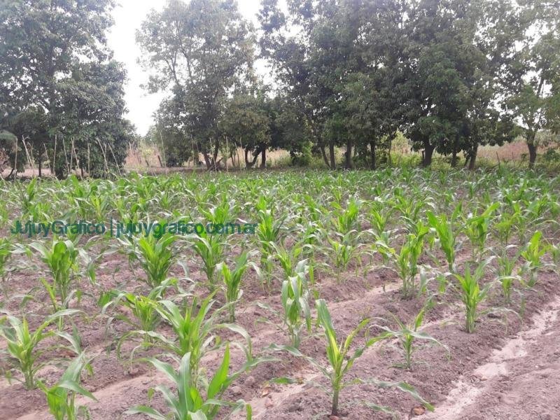 La lucha por el agua y la agricultura orgánica en San Pedro de Jujuy 2 La lucha por el agua y la agricultura orgánica en San Pedro de Jujuy 2