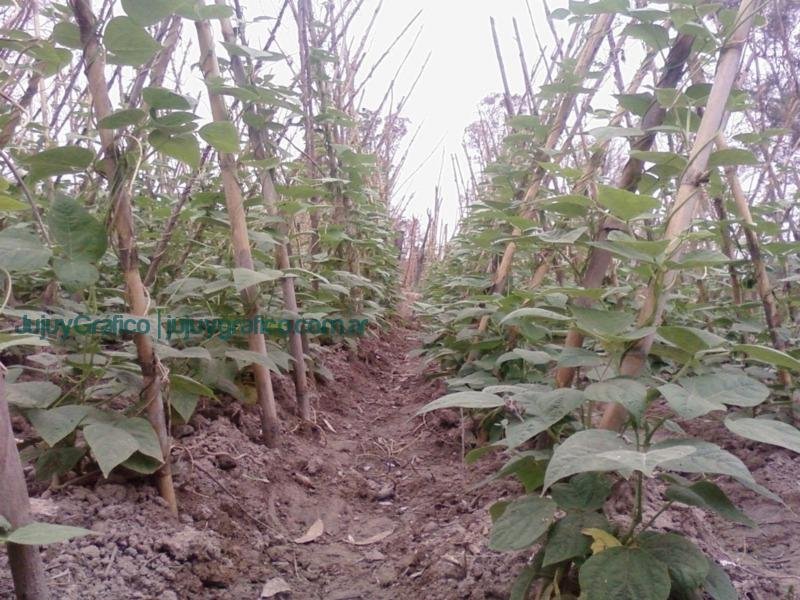 La lucha por el agua y la agricultura orgánica en San Pedro de Jujuy 4 La lucha por el agua y la agricultura orgánica en San Pedro de Jujuy 4