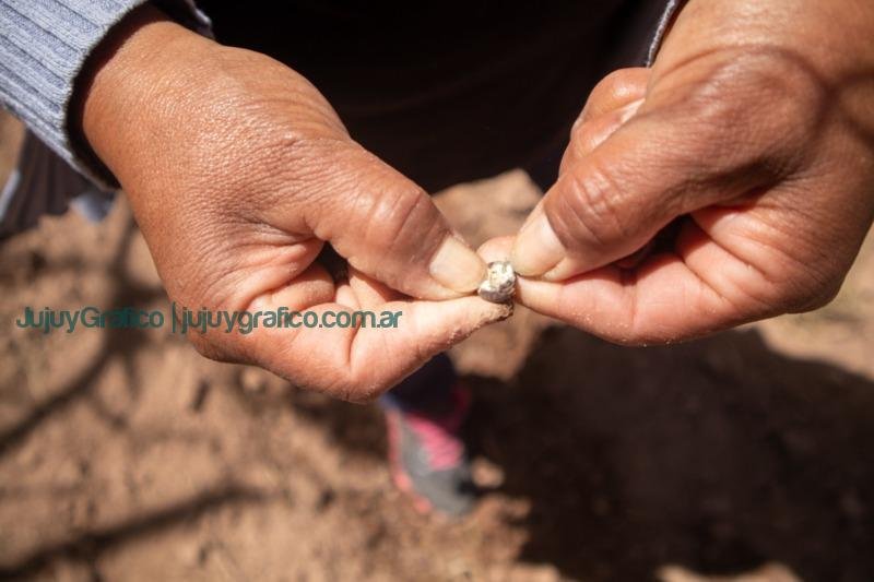 Proyecto Maíces Nativos del Noroeste Argentino Rescate y Preservación de una herencia cultural y agrícola centenaria 1