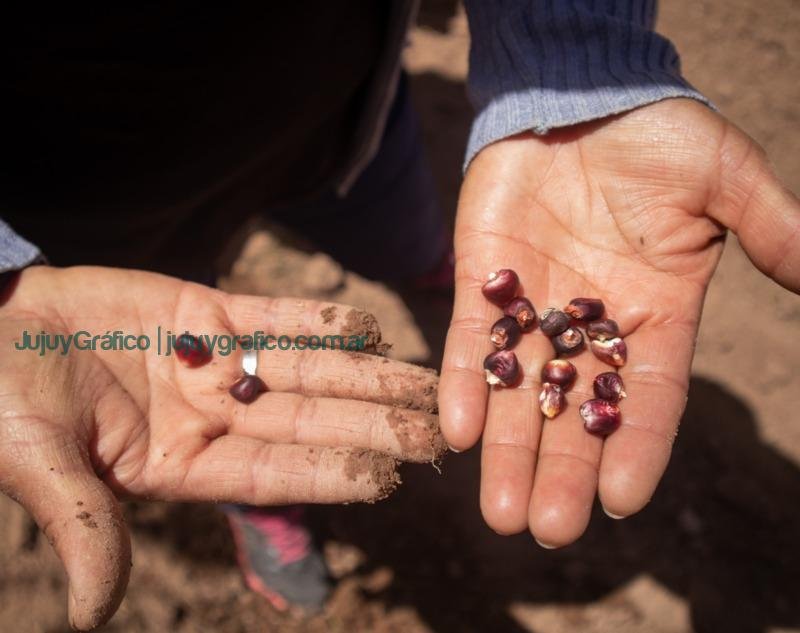 Proyecto Maíces Nativos del Noroeste Argentino Rescate y Preservación de una herencia cultural y agrícola centenaria 2