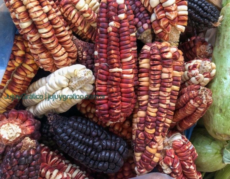 Proyecto Maíces Nativos del Noroeste Argentino Rescate y Preservación de una herencia cultural y agrícola centenaria 3