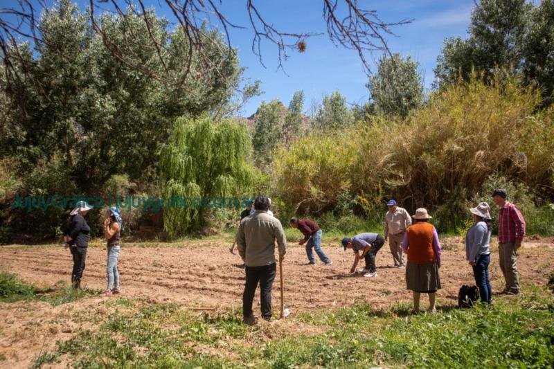 Proyecto Maíces Nativos del Noroeste Argentino Rescate y Preservación de una herencia cultural y agrícola centenaria 4