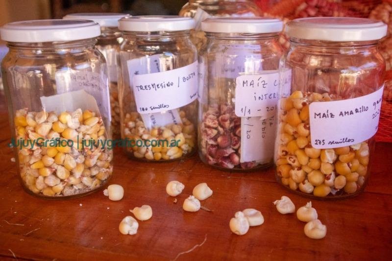 Proyecto Maíces Nativos del Noroeste Argentino Rescate y Preservación de una herencia cultural y agrícola centenaria 5