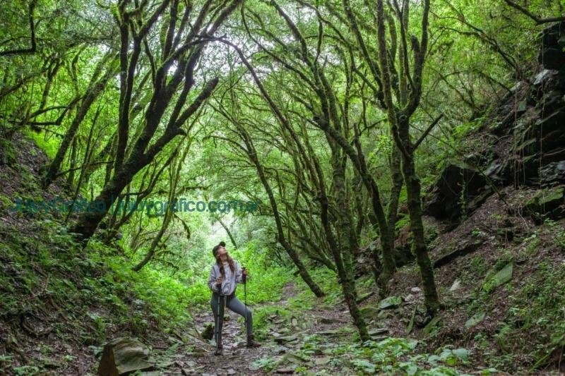 Las Yungas del Norte Argentino, Rumbo al Patrimonio Mundial 2