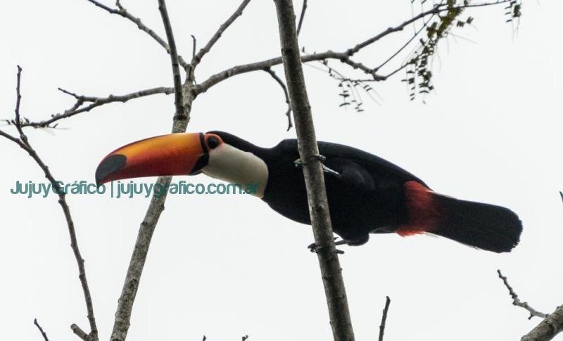Semana del Tucán Grande en Jujuy. Protegiendo a una Especie Emblemática