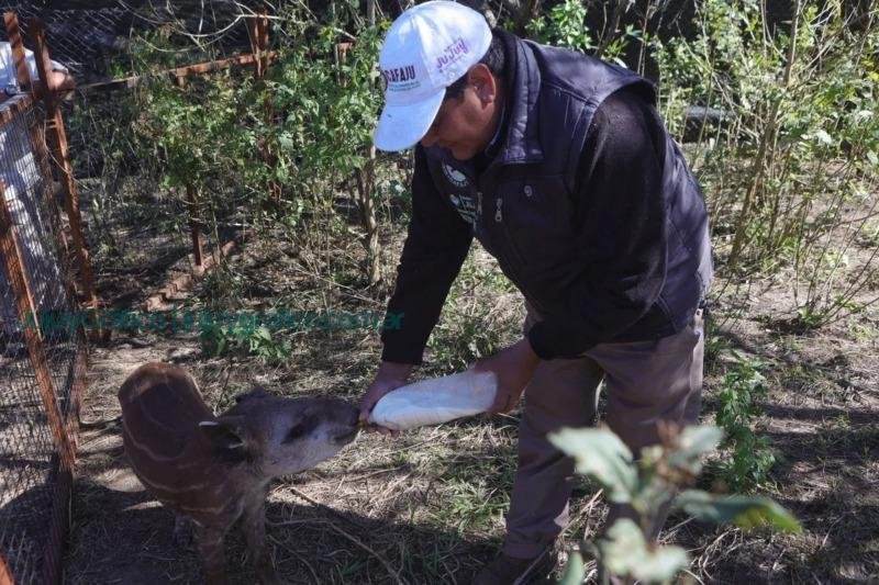 Gobernador de Jujuy supervisó el trabajo de conservación de CAFAJu 2 Gobernador de Jujuy supervisó el trabajo de conservación de CAFAJu 2